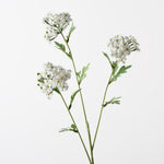 Achillea Spray White 68cm - Pure Apotheca