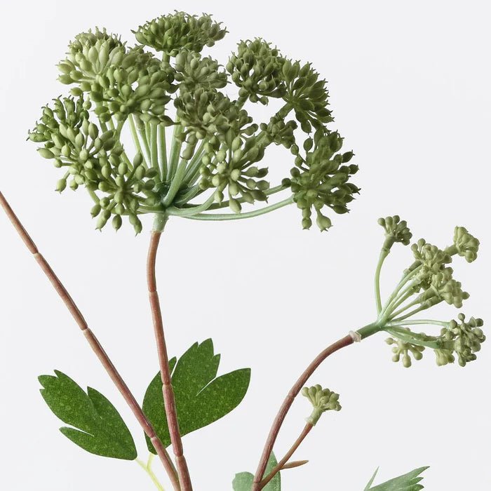Angelica Spray Green 64cm - Pure Apotheca