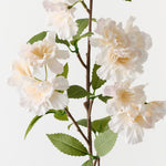Apple Blossom Champagne 77cm - Pure Apotheca