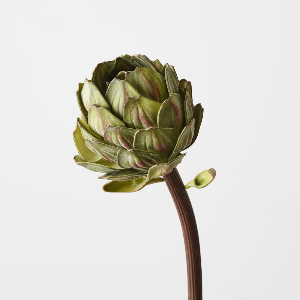 Artichoke Stem Green 32cm - Pure Apotheca