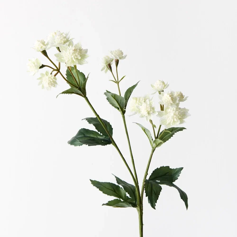 Astrania Spray White Green 49cm - Pure Apotheca