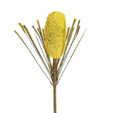 Banksia Soft Yellow 75cm - Pure Apotheca