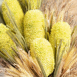 Banksia Soft Yellow 75cm - Pure Apotheca