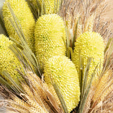 Banksia Soft Yellow 75cm - Pure Apotheca