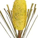 Banksia Soft Yellow 75cm - Pure Apotheca