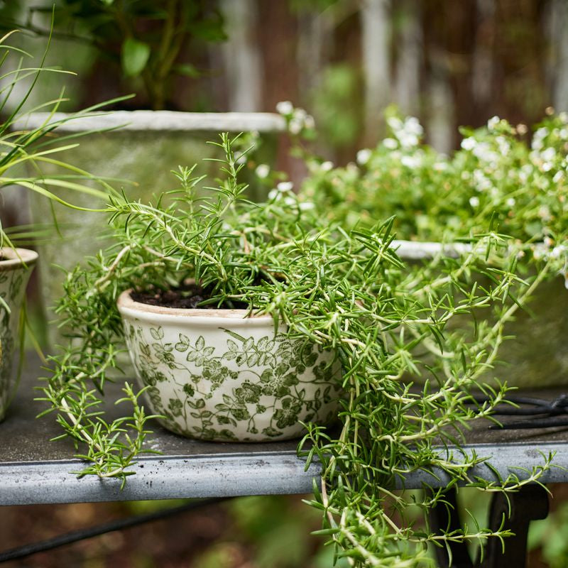 Botanical Vine Pot Small - Pure Apotheca