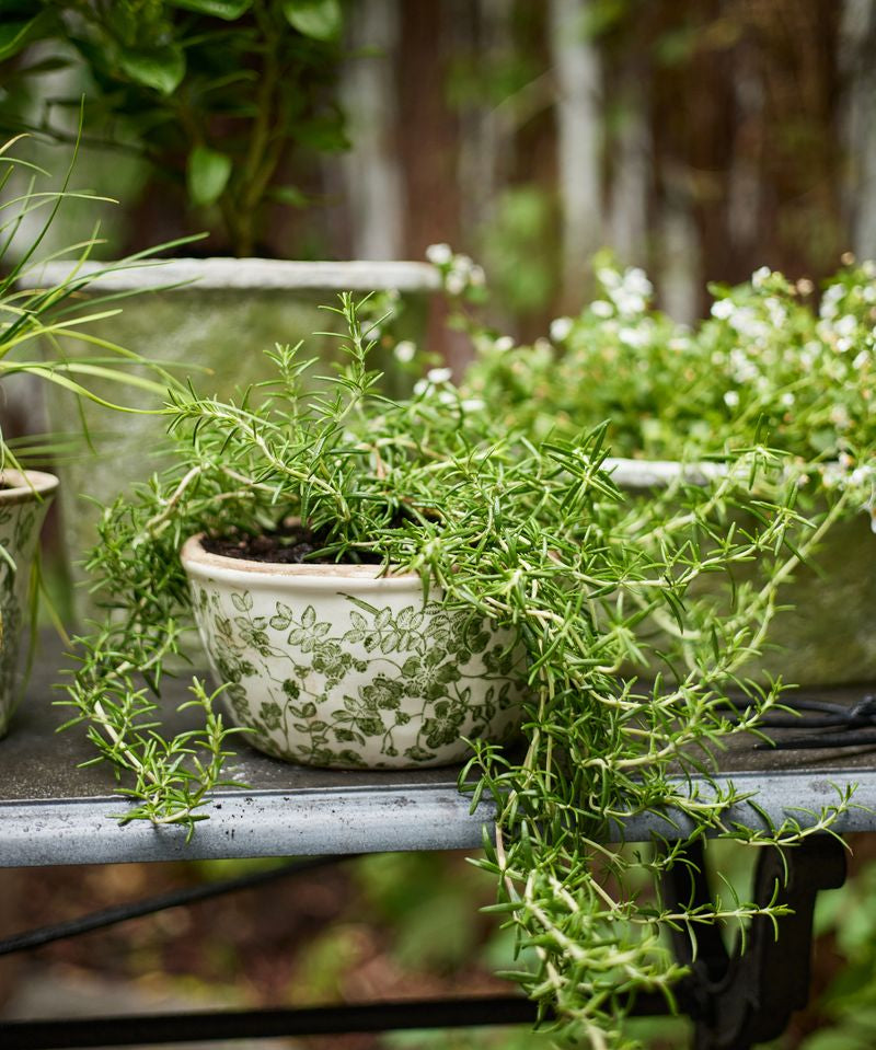Botanical Vine Pot Small - Pure Apotheca