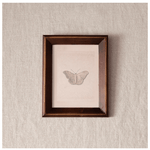Butterfly Study Wall Art - Pure Apotheca