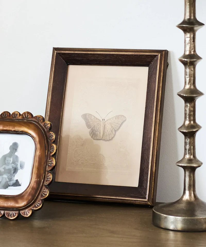 Butterfly Study Wall Art - Pure Apotheca