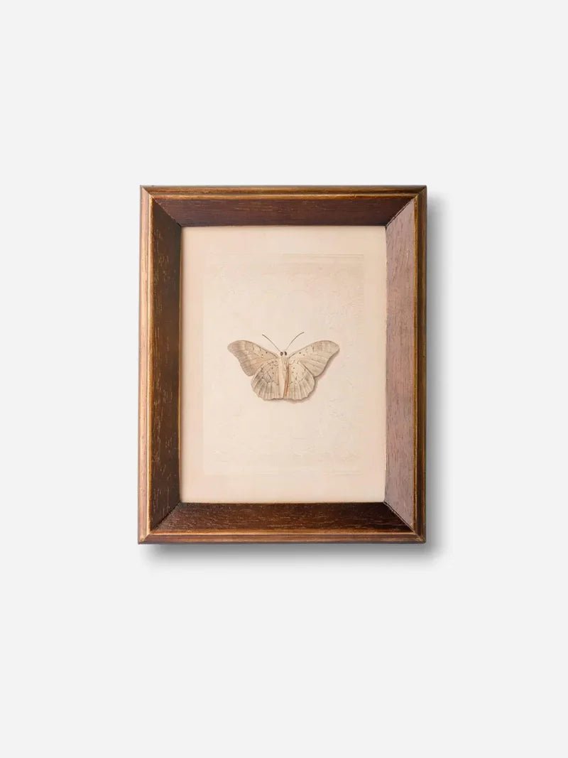 Butterfly Study Wall Art - Pure Apotheca