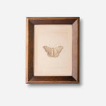 Butterfly Study Wall Art - Pure Apotheca