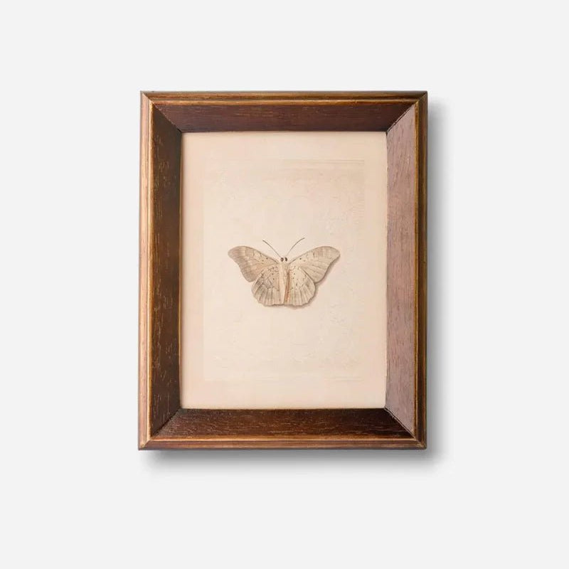 Butterfly Study Wall Art - Pure Apotheca