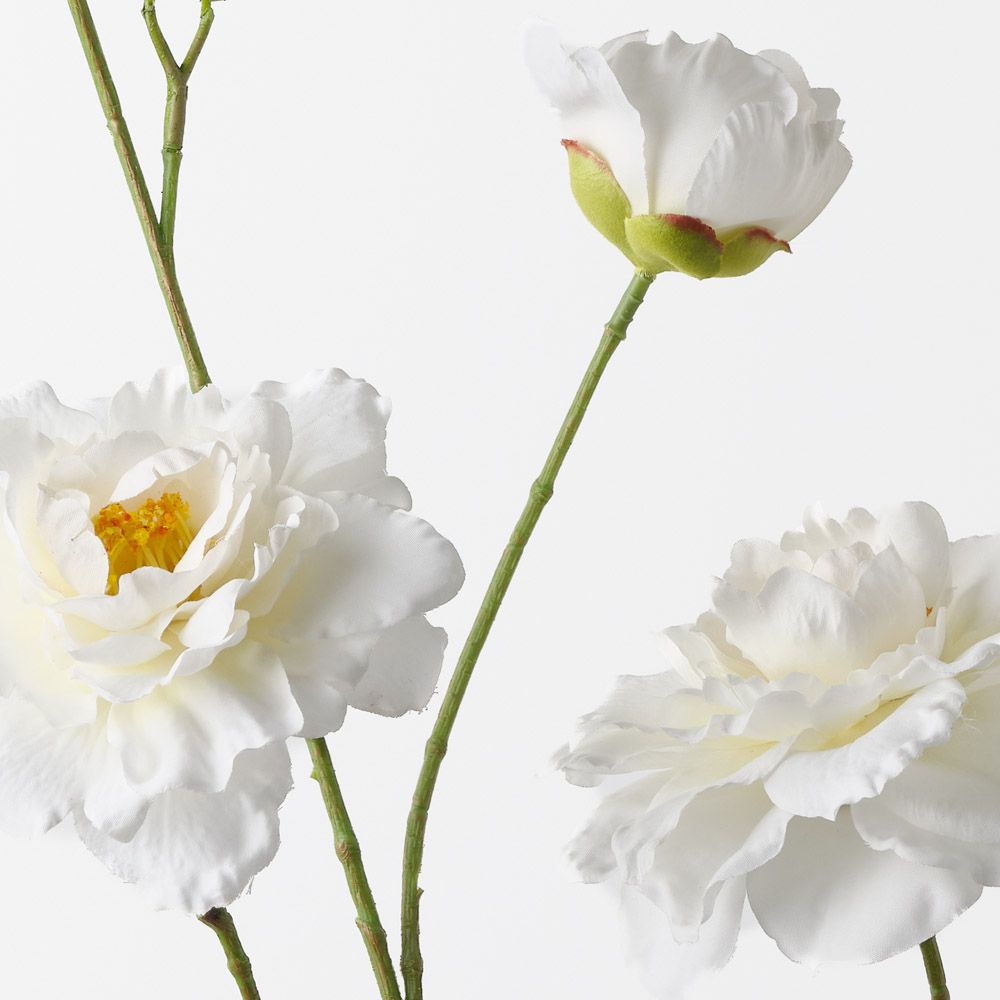 Camellia Branch Cream 110cm - Pure Apotheca