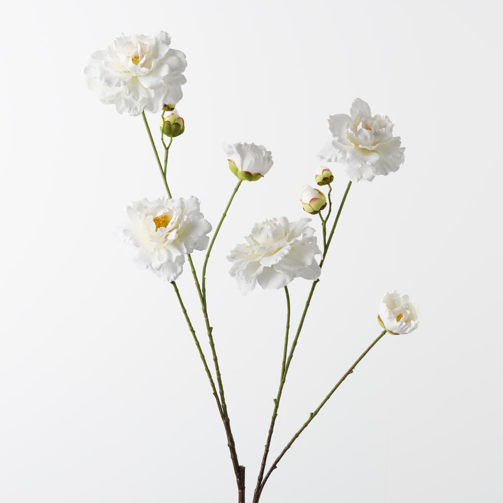 Camellia Branch Cream 110cm - Pure Apotheca