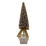 CHAMPAGNE TREE IN WHITE POT MED - Pure Apotheca