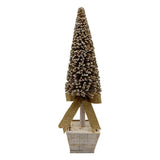 CHAMPAGNE TREE IN WHITE POT MED - Pure Apotheca