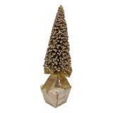 CHAMPAGNE TREE IN WHITE POT SMALL - Pure Apotheca
