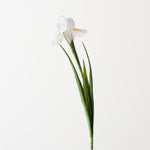 Dutch Iris White 67cm - Pure Apotheca