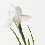 Dutch Iris White 67cm - Pure Apotheca