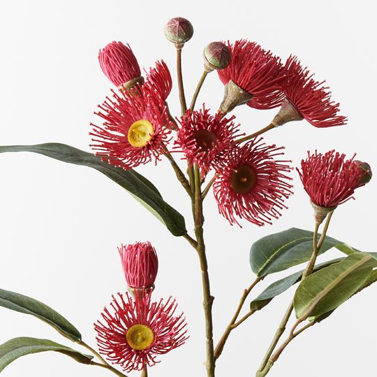 Eucalyptus Flowering Spray Red 76cm - Pure Apotheca