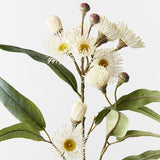 Eucalyptus Flowering Spray White 76cm - Pure Apotheca