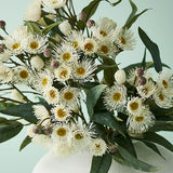 Eucalyptus Flowering Spray White 76cm - Pure Apotheca