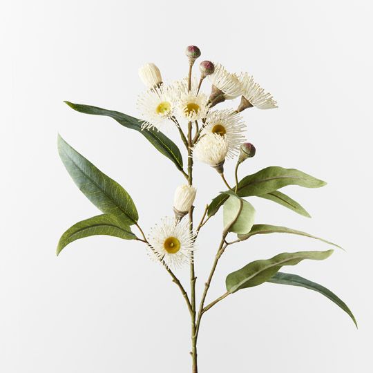 Eucalyptus Flowering Spray White 76cm - Pure Apotheca