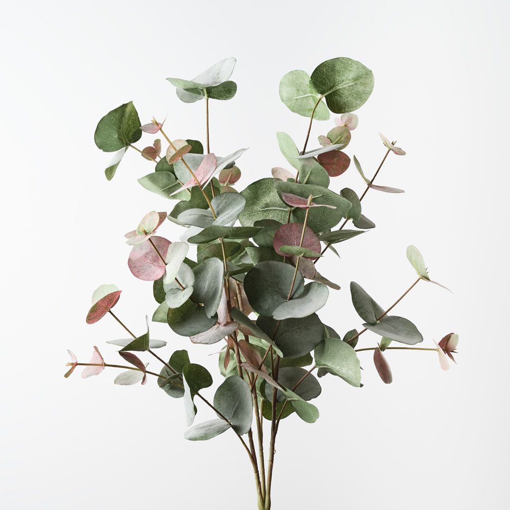Eucalyptus Silver Dollar Bush Grey Red 55cm - Pure Apotheca