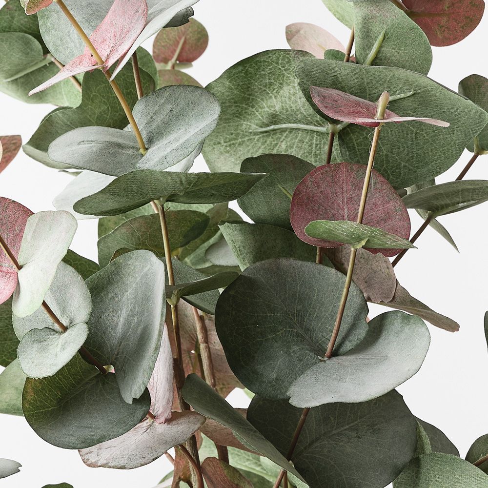 Eucalyptus Silver Dollar Bush Grey Red 55cm - Pure Apotheca