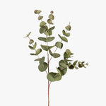 Eucalyptus Silver Dollar Green 86cm - Pure Apotheca