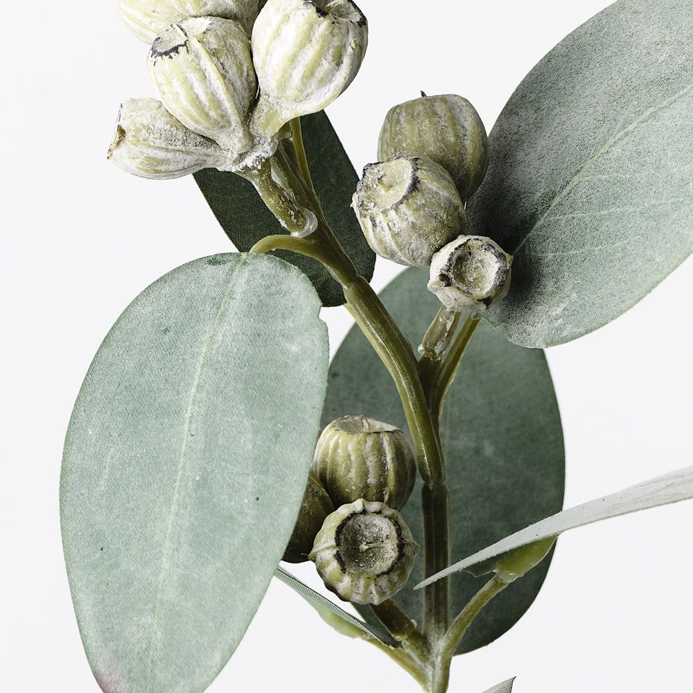 Eucalyptus Tetragona Spray Grey Green 35cm - Pure Apotheca