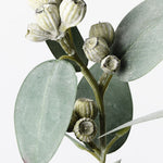 Eucalyptus Tetragona Spray Grey Green 35cm - Pure Apotheca