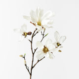Japanese Magnolia Spray White 55cm