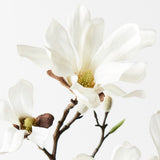 Japanese Magnolia Spray White 55cm