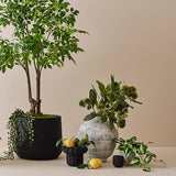 Lemon Cluster with Leaf Yellow 15cm