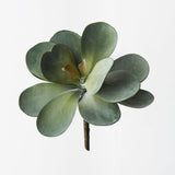 Kalanchoe Flapjack Grey Green 17cm
