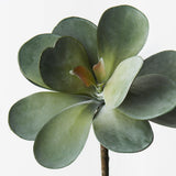 Kalanchoe Flapjack Grey Green 17cm