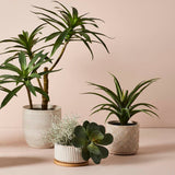 Kalanchoe Flapjack Grey Green 17cm