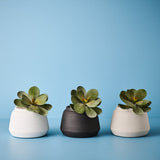 Kalanchoe Flapjack Grey Green 17cm