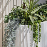 Kalanchoe Flapjack Grey Green 17cm