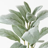Lambs Ear Leaf Pick Grey Green 36cm