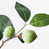 Camellia Fruit Spray Green 61cm
