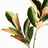 Magnolia Leaf Spray Green 70cm