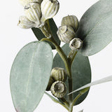 Eucalyptus Tetragona Spray Grey Green 35cm