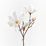 Japanese Magnolia Spray White 78cm