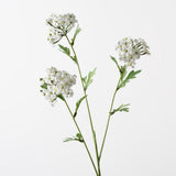 Achillea Spray White 68cm