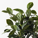 Blueberry Bush Green 35cm