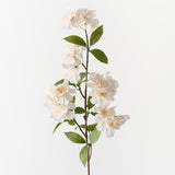 Apple Blossom Champagne 77cm