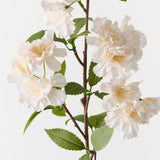 Apple Blossom Champagne 77cm
