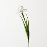 Dutch Iris White 67cm